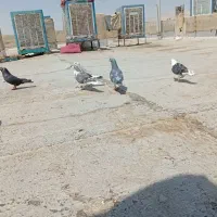 کفتر المانی