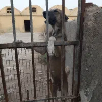 سگ.