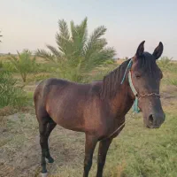 اسب سیاووش غفار