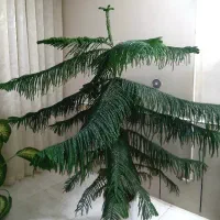 کاج مطبق
