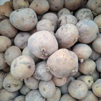 سیب زمینی بذری کولمبا