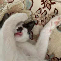 گربه