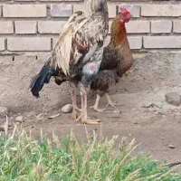 خروس لاری افغان اصیل