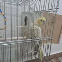عروس هلندی نر و ماده