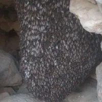 فروش