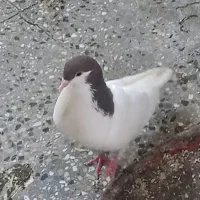 کبوتر هویزه و سوسنگرد