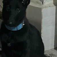 سگ ژرمن