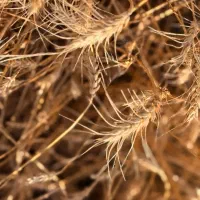 گندم و کلزا فروش تناژ بالای 50 تن