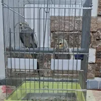 دو تا عروس هلندی با غذا و قفس و ..