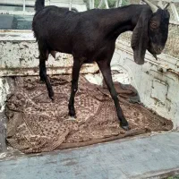 فروشی بزماده