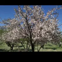 نیازمندکارنگهبانی یا باغبانی هستم فوری