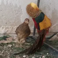 جفت مرغ و خروس بلژیکی بالغ طاووس