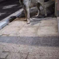 سگ سراب