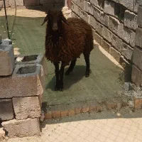 بره نر