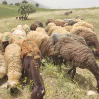 میش هترو درجه یک درشت