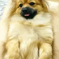 سگ پامرئین روباهی