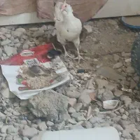 یک مرغ گلین ودوتا جوجه ش دو ماه سالم وسلامت