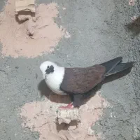 کفتر