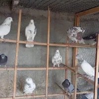 مایه کبوتر پرشی