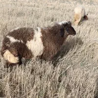 بره .گوسفند .گاو .گوساله. بز