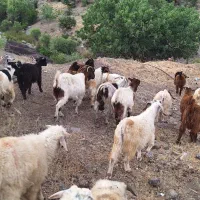 گوسفند داشتی