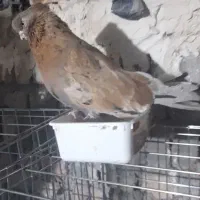 کبوتر