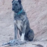 سگ گله