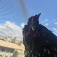 مرغ و خروس ۹ ماهه