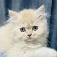 گربه پرشین