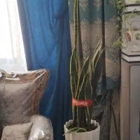 والان دوتیکه ی طرفه