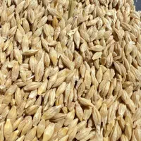 فروش جو ابی و دیم به قیمت