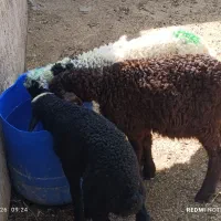 3راس بره شیرمست نروماده خرج خور