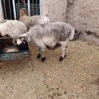 میش وبره|حیوانات مزرعه|بیرجند, |دیوار