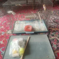 قفس قناری