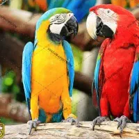 پرنده شما   را درب منزل به قیمت بالا