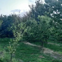 باغچه فاروق