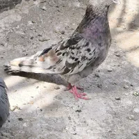 سور نر زیبا