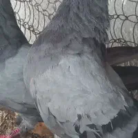 کفتر سبز ملقی