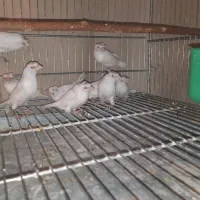 فروش بنگالی سفید کاکلی تازه بالغ