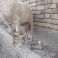 دوراس بز دورگ آلپاین