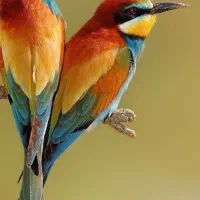 نیازمند به کار( در عرصه ی هنر)