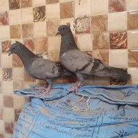 کبوتر سبز چشم سیا ه