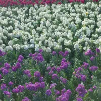 اجرای فضای سبز. سم پاشی . علف زنی