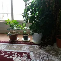 قطعه ۳۰۰متری چهارمهن