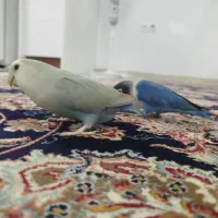 عروس هلندی و طوطی برزیلی