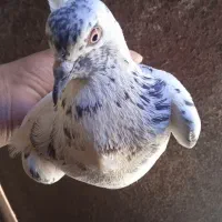 کبوتر