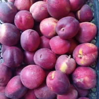 شلیل تازه مستقیم از باغ