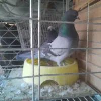 کفتر در هم