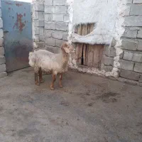 روستا