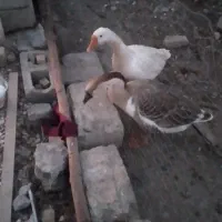 تخم قو غاز اوکراینی